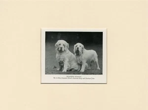 CLUMBER SPANIEL OLD 1950 NAMED DOG PRINT MOUNTED READY TO FRAME - Bild 1 von 1