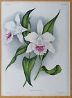 Linden Lindenia Originaldruck Folio Orchidee Sobralia lindeni - 1888