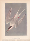 Audubon 1942 Vintage Birds #240 "Roseate Tern" Full Color Art Plate Lithograph