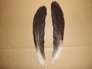 2  schwarz-weisse Pfauenfedern, Hutfedern, 32  cm  lang - Bild 1 von 2