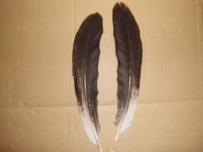 2  schwarz-weisse Pfauenfedern, Hutfedern, 32  cm  lang - Bild 1 von 2