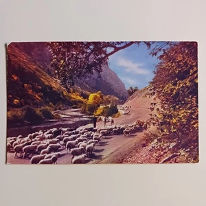 Postal de rebaño de ovejas a lo largo del río y la carretera en Provo Canyon Utah UT - Imagen 1 de 6