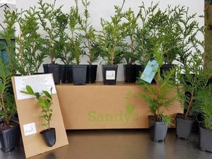 Thuja Green Giant Arborvitae 3 inch deep pot, 12+ inches Tall, Lot of 30 - Picture 1 of 10