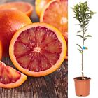 3 ft - 4 ft Large Red Blood Orange Citrus Tree Fruit in 6L Pot Garden Outdoor