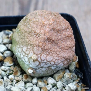 A8402 PSEUDOLITHOS MIGIURTINUS maceta 8-H5,5-W5,5 cm MaMa Cactus - Imagen 1 de 5