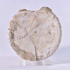 Elasmosaurus Plesiosaur Vertebra Large Cretaceous Marine Reptile Dinosaur Fossil - Picture 1 of 5