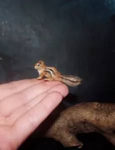 Chipmunk Artisan Made to order OOAK 1:12 Miniature Dollhouse handmade squirrel - Picture 1 of 5