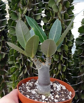 ADENIUM SOCOTRANUM THAI  cactus plante grasse caudex euphorbe   rose du desert3 - Photo 1/4