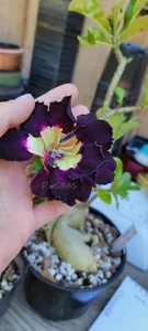 Adenium Obesum SEED Grown NOT Grafted RARE PURPLE Blooms 100% USA Grown Caudex15 - Picture 1 of 11