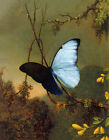  Blue Morpho Butterfly by Martin Johnson Heade 