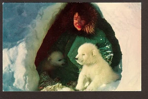 vintage Eskimo Boy plays with Polar Bear Cubs Barter Island Alaska postcard - Picture 1 of 1