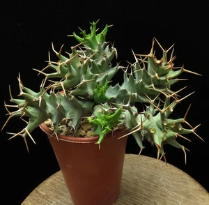 Euphorbia tortirama, Caudex, Euphorbia, plantas suculentas - Imagen 1 de 5