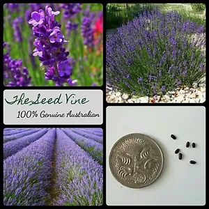 50+ LAVENDER 'TRUE' ENGLISH SEEDS ORGANIC (Lavandula angustifolia) Essential Oil - Picture 1 of 2