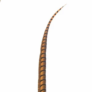 30" to 38" Lady Amherst Pheasant Side Tail Feather - Orange - Bild 1 von 3