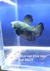 BETTA SAMURAI BLUE EYE BLUE LACE TAIL MALE LIVE FISH HIGH QUALITY#823 - Picture 1 of 4
