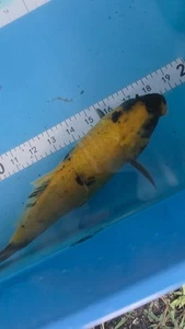 11in KI UTSURI Japanese Koi Live Imported KoiGazer - Picture 1 of 7