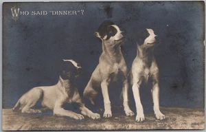 Vintage 1910er HUND Tier Echt Foto RPPC Postkarte 3 Welpen "WER SAGTE ABENDESSEN?" - Bild 1 von 2