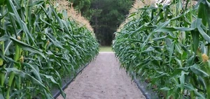 1/2 Pound ( 1600 Seed) "Incredible" Variety Sweet Corn Seeds Untreated Non GMO - Picture 1 of 3