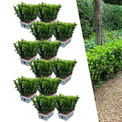 Euonymus Green Spire 72er Set | Winterhart & Buchsbaum Ersatz | Heckenpflanze - Bild 1 von 4