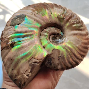 Arcobaleno 800g!! Conchiglia originale naturale non lucidata Ammonite esemplare fossile L10 - Foto 1 di 22