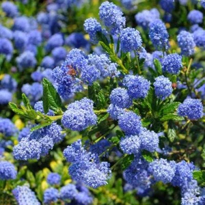 Paquete de arbustos en olla Ceanothus 'Concha' lila californiana 9 cm x1 - Imagen 1 de 1