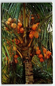 Postcard Coconut Palm Tree Florida FL UNP - Picture 1 of 2