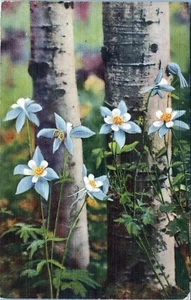 Colorado Columbines Along Aspens Postcard Cimmaron to Kentucky 1941 Posted - Picture 1 of 2