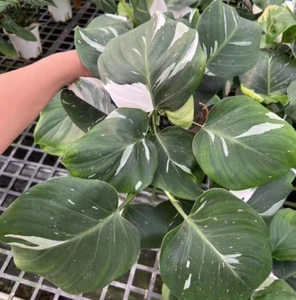 Philodendron Marble Galaxy White Princess, Variegated Foliage in 3" pot - Picture 1 of 12