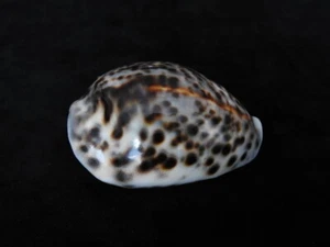 Sea shell Cypraea tigris 77.1mm ID#6522 - Picture 1 of 6