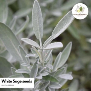 White Sage seeds (Salvia apiana) – Seeds, Non-GMO, Open-Pollinated - Picture 1 of 3