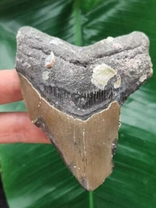 10,4 cm großes Zahnfragment des Megalodon mit Muschelresten - Hai Zahn Fossilien - Bild 1 von 6