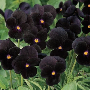 50 Black Velvet Pansy Seeds Viola Wittrockiana Crystal Clear Flowers Plant UK - Picture 1 of 5