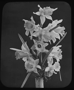 Foto Narcisos / Flores de Narciso en Jarrón C1890 ANTIGUO Linterna Mágica Diapositiva - Imagen 1 de 5