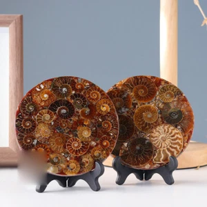 1 PC Ammonite Disc Christmas Decoration Conch Crystal Natural Fossil With Stand - Picture 1 of 5