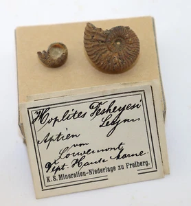 Ammonit, Ammonites (Hoplites) deshayesi, Kreide, Apt, Louvemont, Frankreich-k621 - Picture 1 of 6