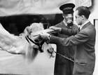 Camel at Chessington Zoo is measured for a respirator at the - 1938 Old Photo 1