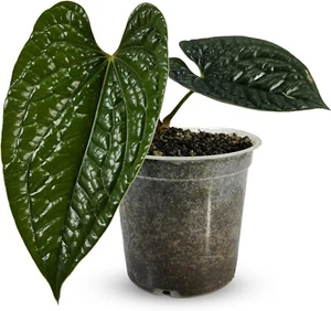 Anthurium Luxurian  by LEAL PLANTS ECUADOR Live Plants| Green Live House Plants - Picture 1 of 9