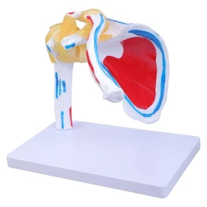Human Shoulder Anatomy Model with Muscles Nerves Details Shoulder Model - Picture 1 of 8
