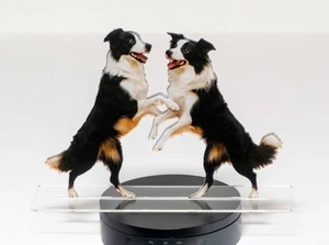 Dancing Border Collies / Dogs - 10" wide acrylic cutout art - Picture 1 of 1
