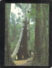 S0361 Australia WA Walpole Giant Trees prepaid postcard