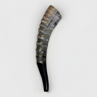 Blesbok Horn Shofar Raro 10”-12” Nuevo KOSHER Hecho Envío Gratis Desde EE. UU. Foto 1 de 4