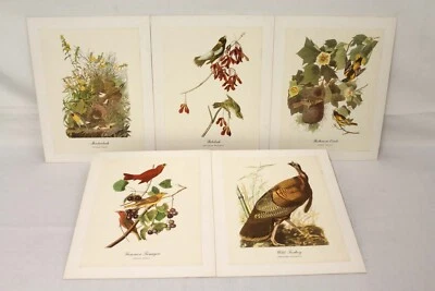 Conjunto de 5 impressões litho vintage Audubon Folio Great Birds of America 9 x 12 - Imagem 1 de 4