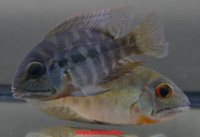 3 TRUE PARROT CICHLIDS! (Hoplarchus psittacus) BRILLIANT WILD LIVE FISH! 8-10 CM - Image 1 of 4