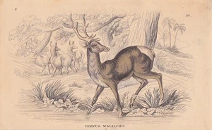 Nepal-Hirsch Cervus wallichii altkolorierter STAHLSTICH von 1837 Hirsche Cervida - Bild 1 von 1