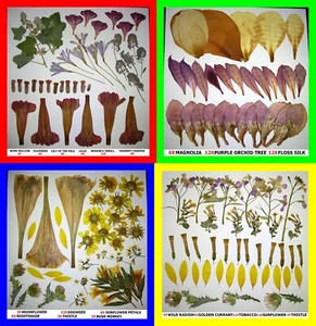 Pressed Dried Flowers Petals Art Craft Supply Poppy Sage Lilac Lily Trees Plants - Picture 1 of 18