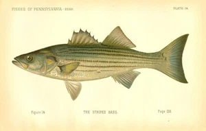 1889 Vintage Denton Fish Print ~ First Ed. The Stiped Bass ~ Plate 14 - Picture 1 of 1