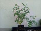 Ruta graveolens Bonsai Seltenheit Rare Pre-Bonsai 7 Jahre+