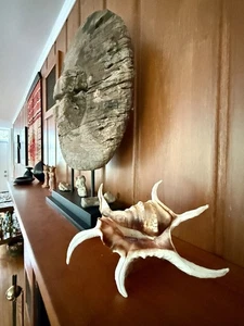 Enorme espécimen antiguo araña caracola concha de mar con soporte de madera a la deriva tallado a mano años 50’s - Imagen 1 de 17