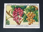 Chromo Chocolat Pupier 1930 Serie 36 Fruits Groseilles