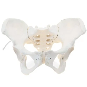 Life-Size Flexible Female Pelvis Model for Science Education, Obstetrics, Gyneco - Picture 1 of 7